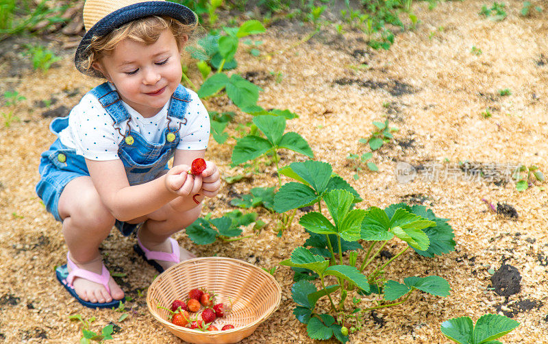 一个孩子在花园里吃草莓。有选择性的重点。