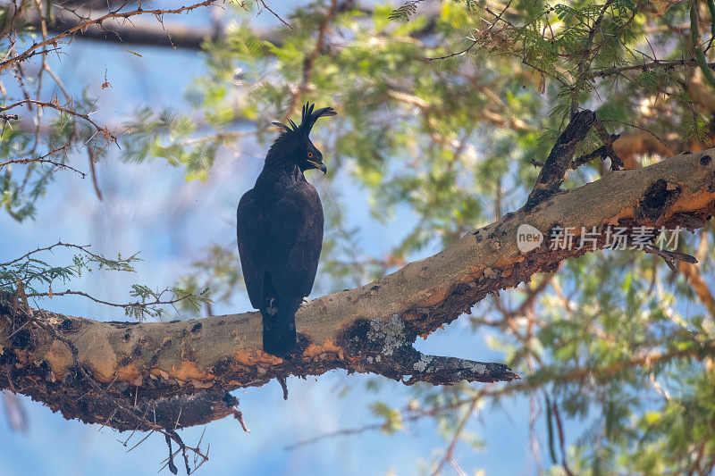 在坦桑尼亚曼雅拉国家公园，一只长冠鹰站在树上，景色优美