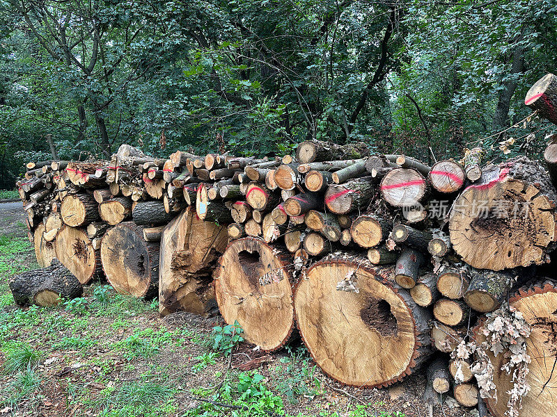 砍下的树干做柴火