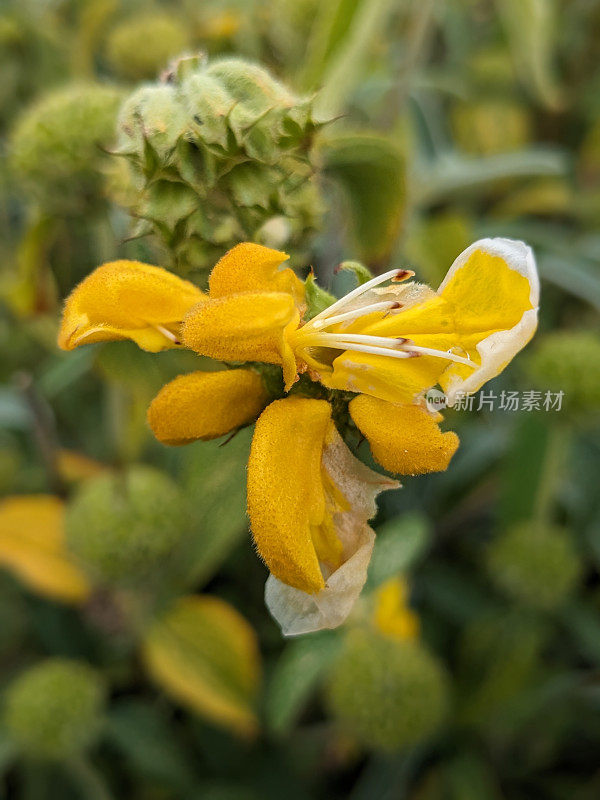 耶路撒冷鼠尾草黄花