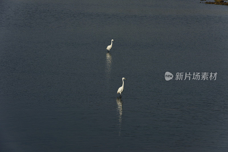 湿地苍鹭在夕阳下觅食