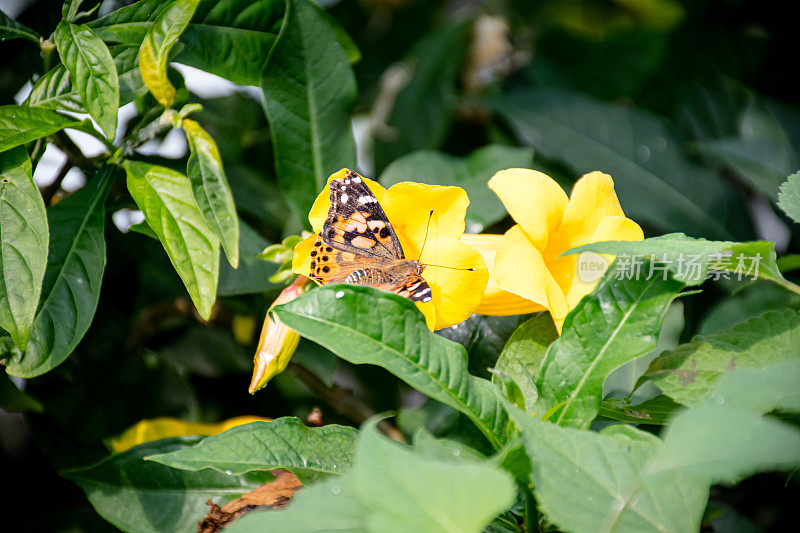 《黄花丛中的蝴蝶夫人