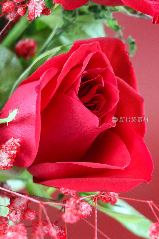 全画幅单红玫瑰花蕾在红玫瑰和白色吉普赛花束，红玫瑰花瓣和锯齿状的绿叶，情人节浪漫的插花，重点在前景