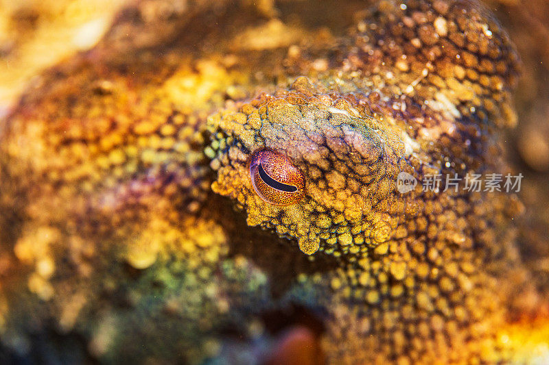 极近距离的章鱼眼睛和皮肤纹理，微距水下摄影