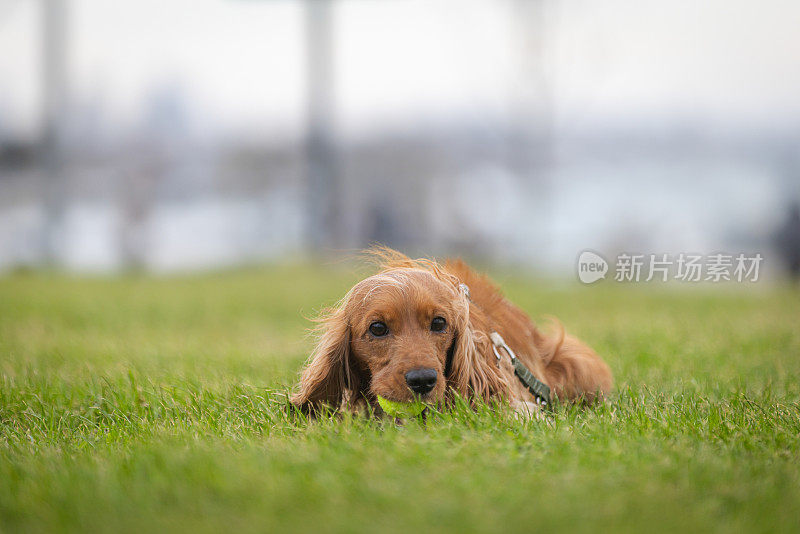 顽皮的可卡犬。