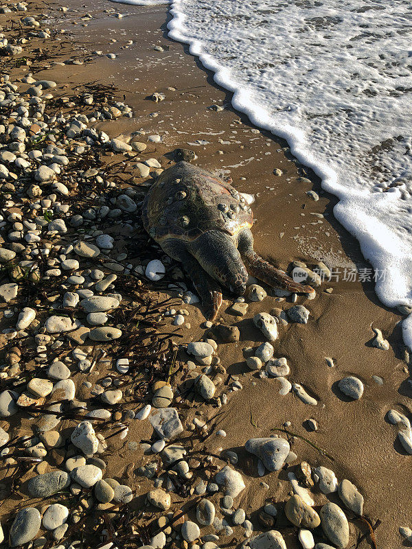 死海龟。