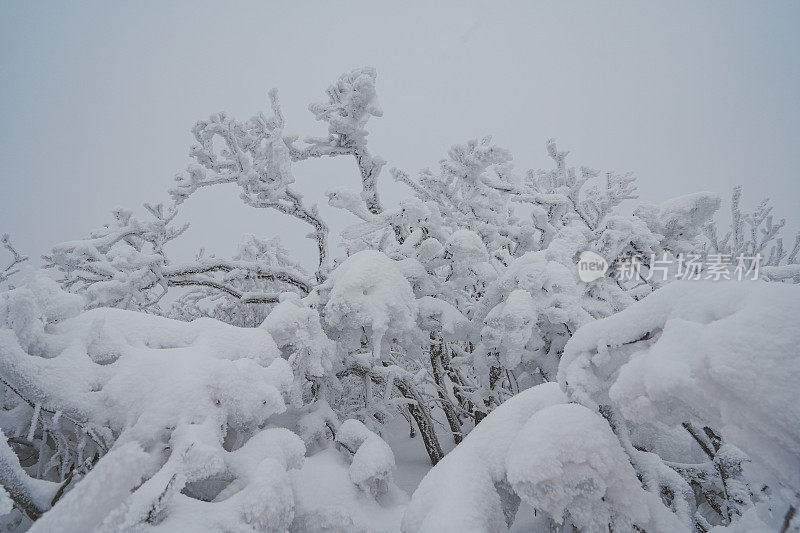 山中硬霜冰(雪晶)