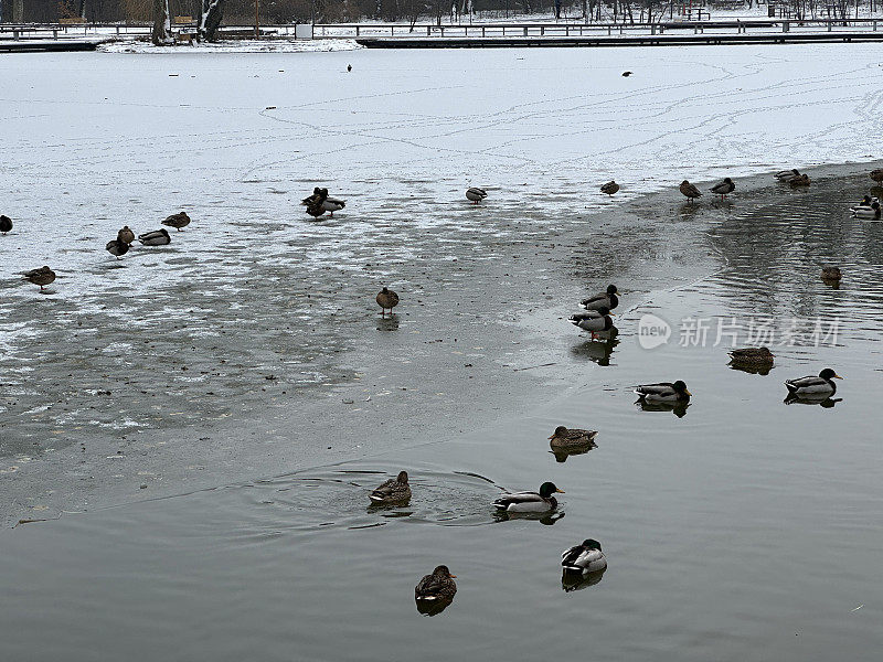 冬天，野鸭在湖上的冰面上