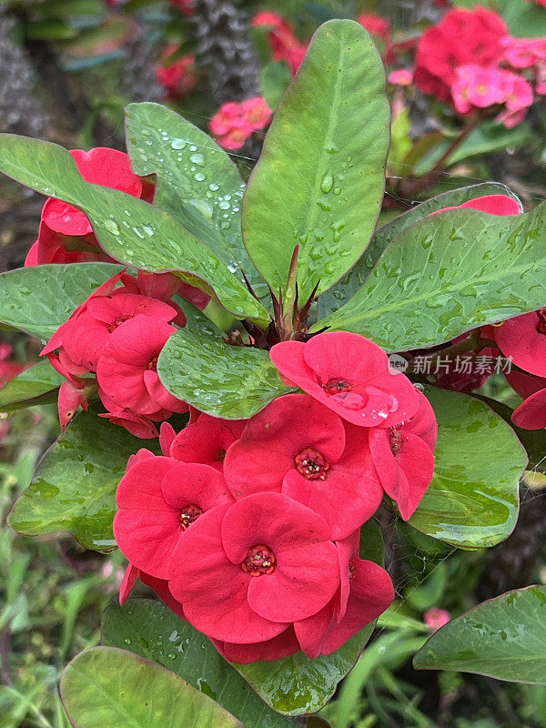 荆棘之冠红色开花植物特写