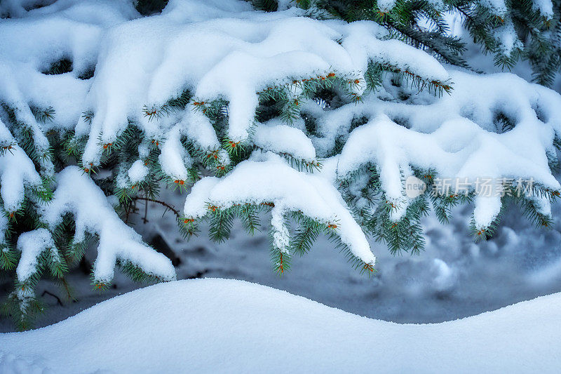 冬天云杉的景色。云杉的树枝上覆盖着雪。