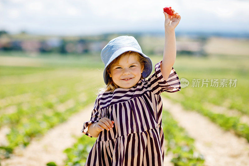 一个快乐的小女孩的肖像，在阳光明媚的夏天，在有机浆果农场采摘和吃健康的草莓。微笑的孩子。孩子在草莓园，成熟的红色浆果。