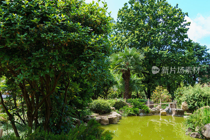 在索契Kurortny大街的俄日友谊花园里，有鱼和乌龟的翡翠池塘。景观建筑与日本风格的元素和独特的日本植物