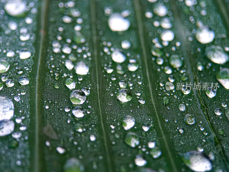 露水滴在树叶上