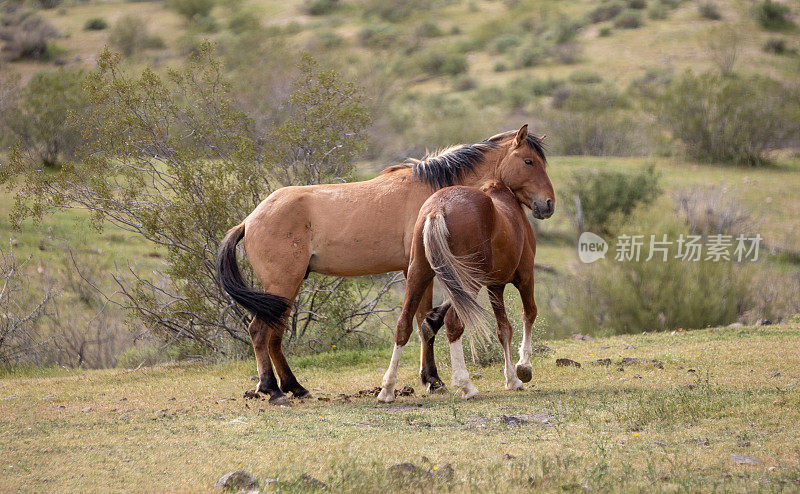 在美国亚利桑那州梅萨附近的盐河野马管理区，野马相互作用