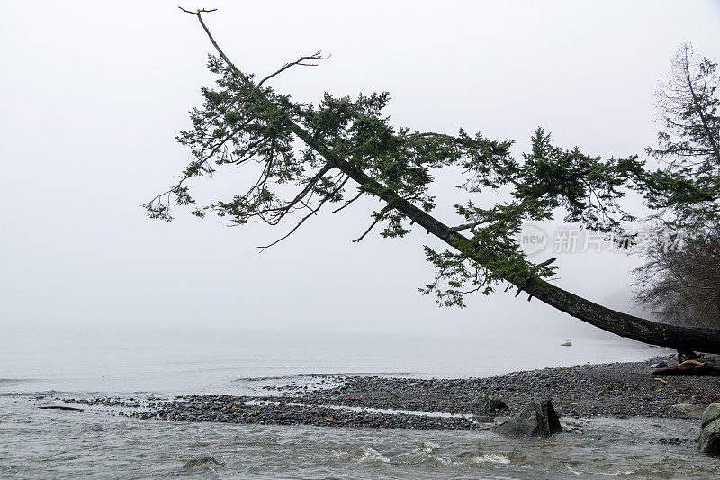 温哥华岛海岸线