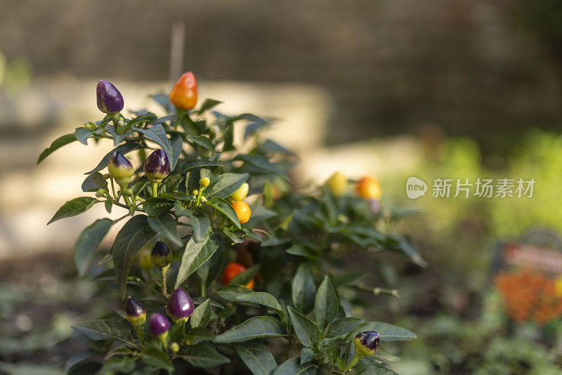 从宏观上看，一种辣椒植物的彩色、成熟和未成熟的果实