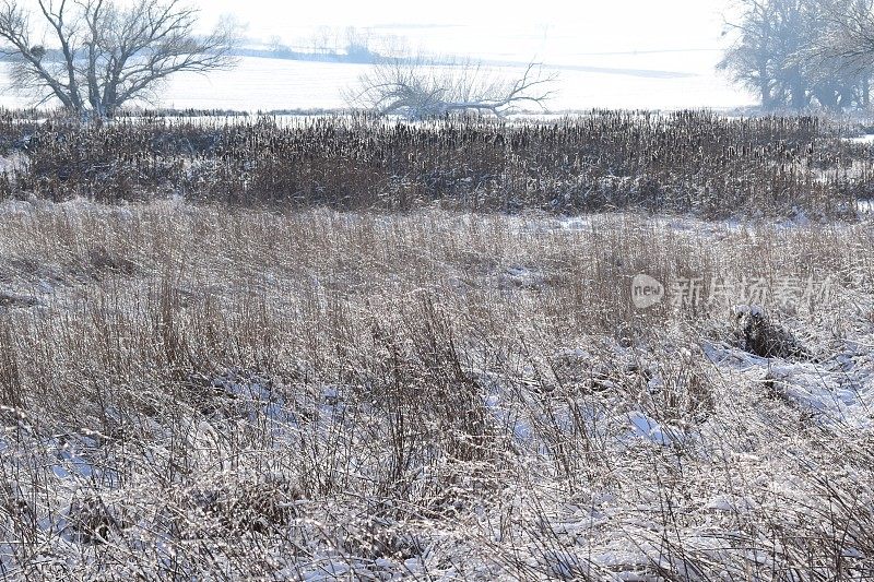 沼泽草和雪