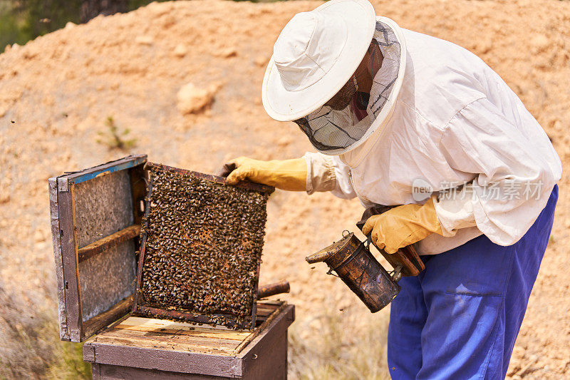 一个穿着养蜂人服装的人正在照料蜂箱