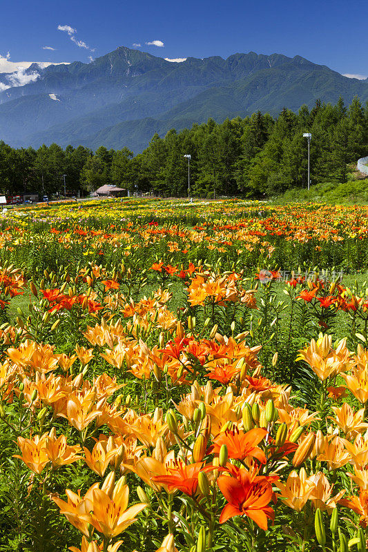藤井高根度假村的百合农场，以南阿尔卑斯山为背景