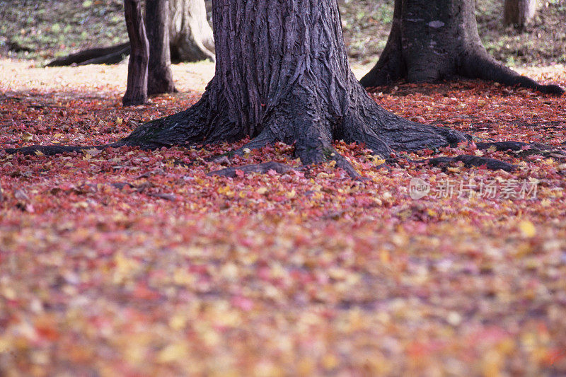 树根附近的秋叶