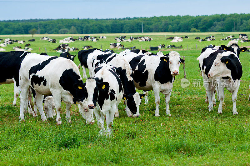牧场上的一群牛