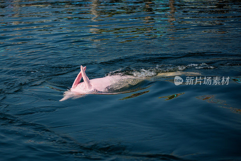 粉红色的海豚在海里。