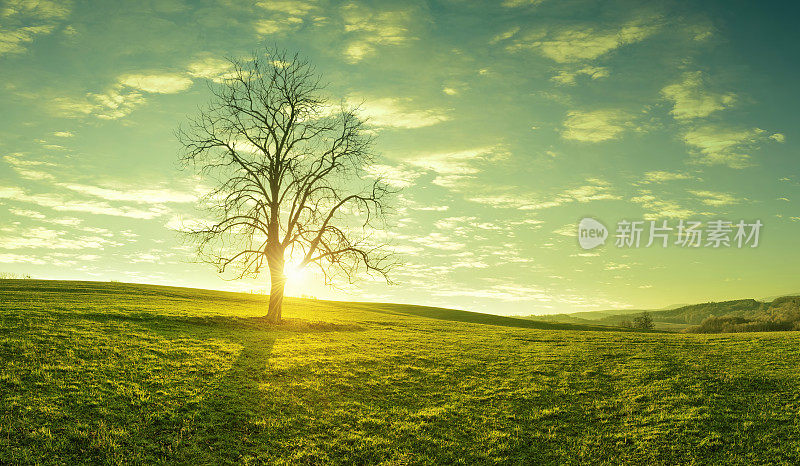 日出时草地上的一棵孤零零的树，风景如画，令人心旷神怡