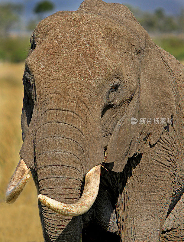 非洲象头的特写