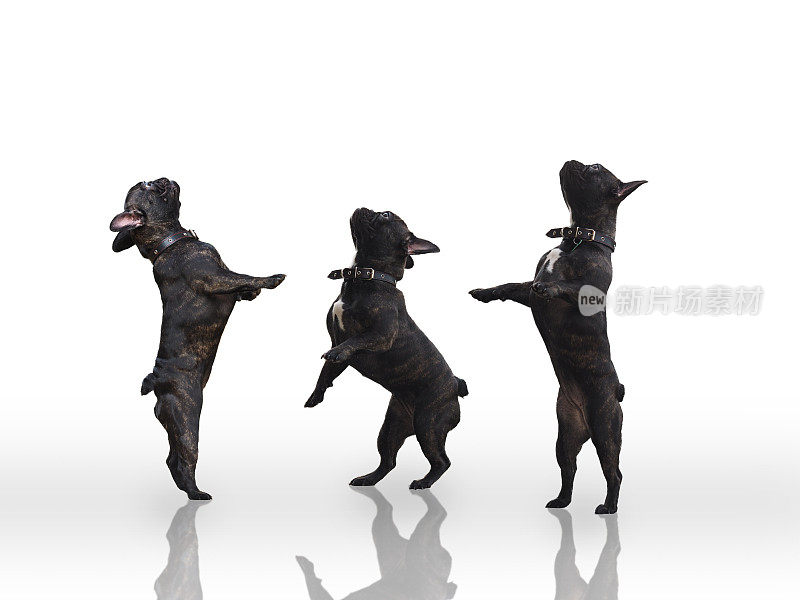三只黑狗用后腿站立。