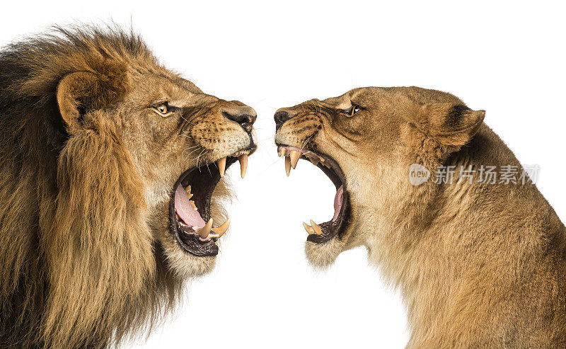 狮子和母狮互相咆哮的特写