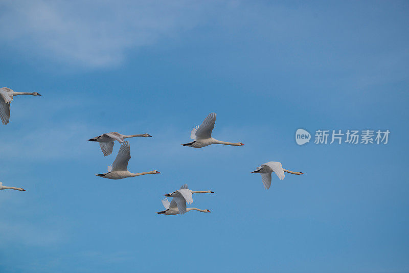 多瑙河天鹅