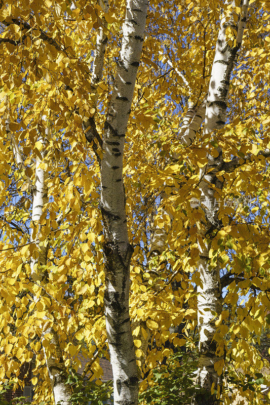 秋天的桦树正在改变颜色