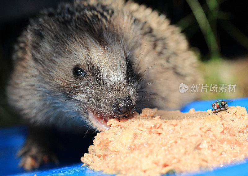 小刺猬和昆虫