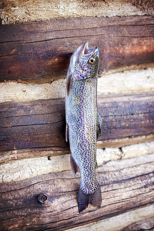 从新鲜的山溪中捕获的虹鳟鱼