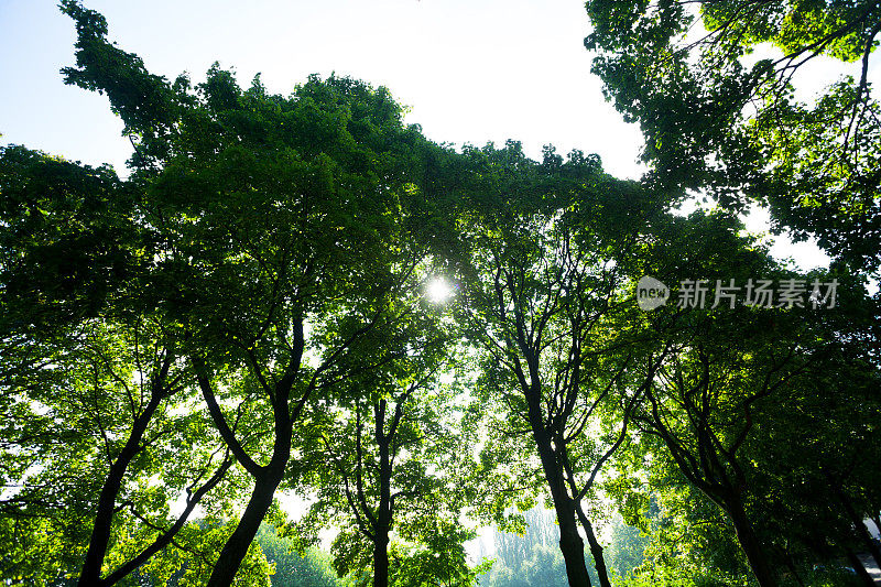 太阳在树后面