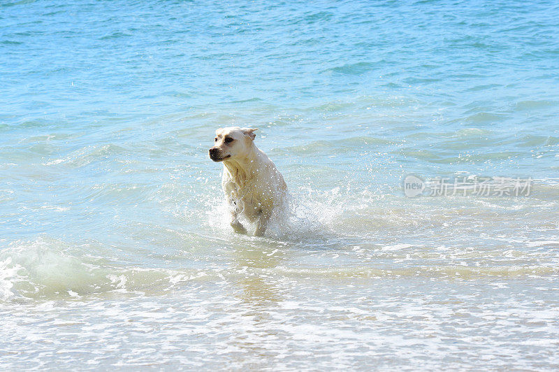 拉布拉多寻回犬