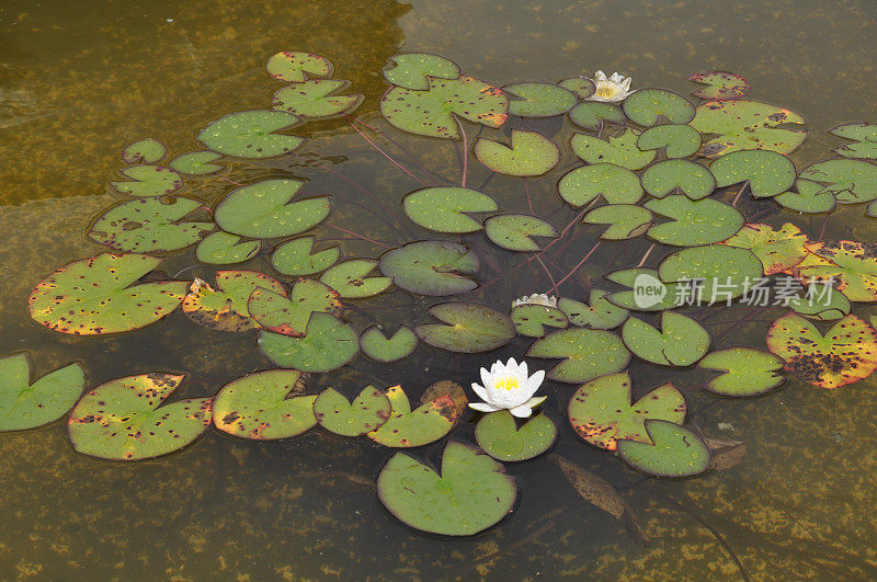 水礼来公司