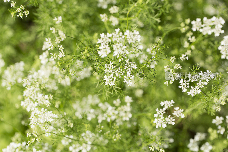 香菜植物开花