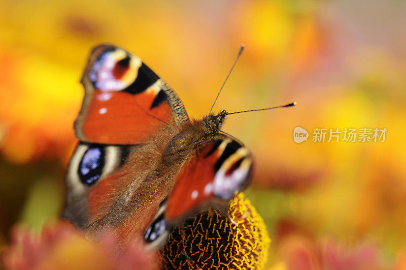 花上的孔雀蝶