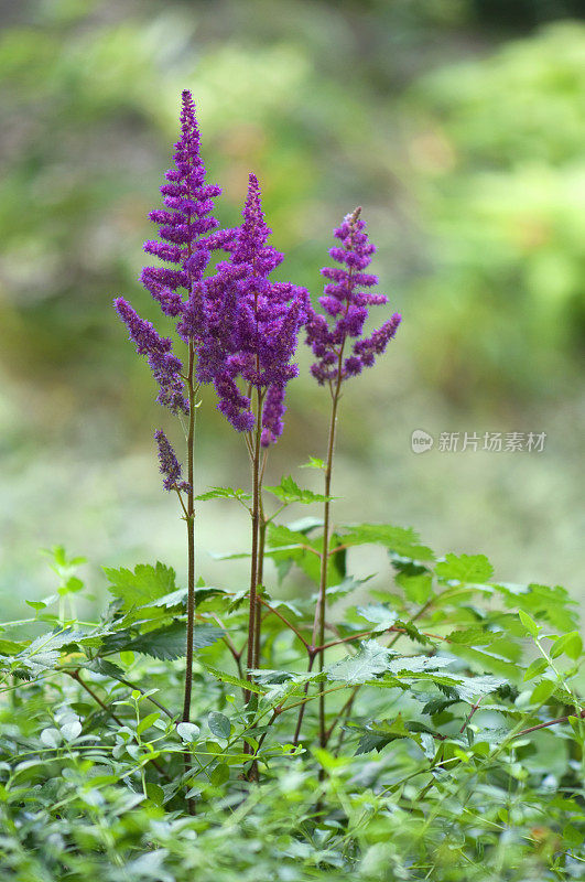 绿荫花园里的紫色落新妇花