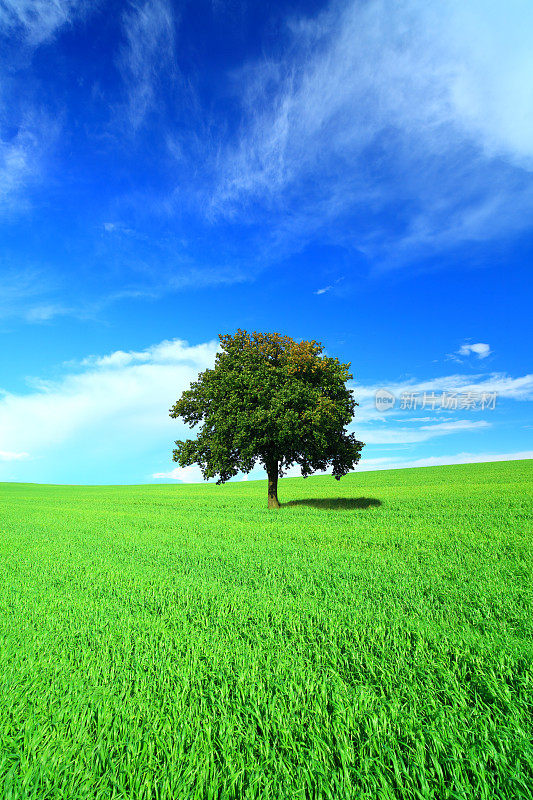 绿色的田野和孤独的树木-垂直景观