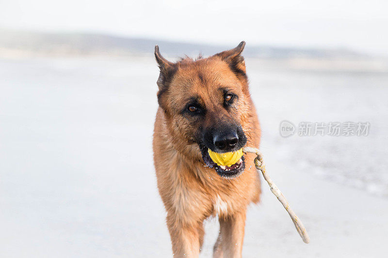 行动中的德国牧羊犬