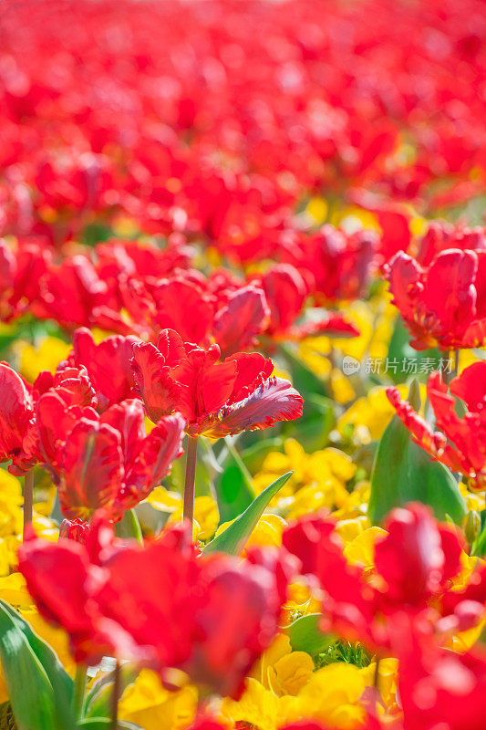 美丽的红色郁金香田的特写