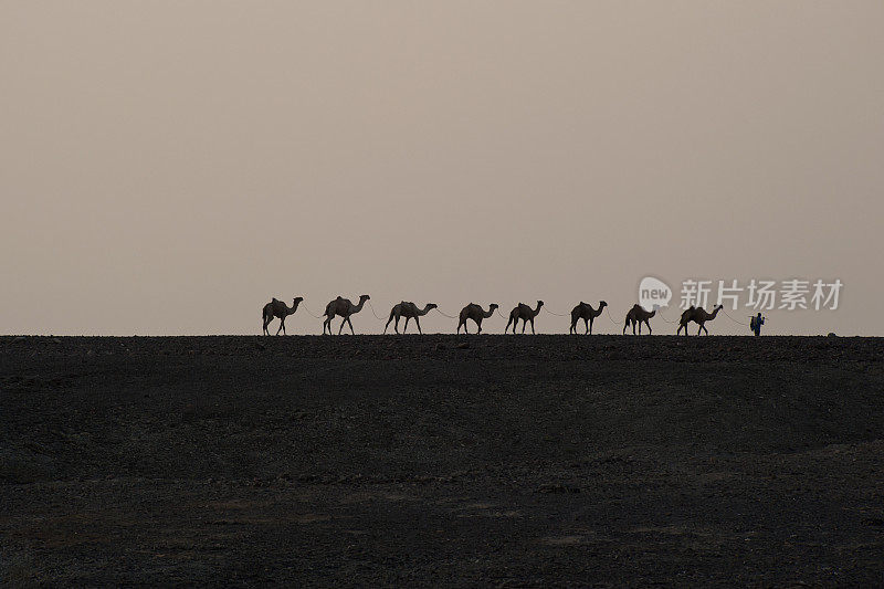 埃塞俄比亚达纳基尔沙漠的骆驼商队