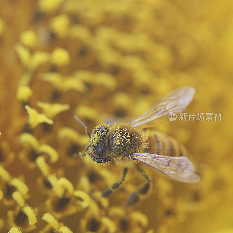 蜜蜂授粉向日葵