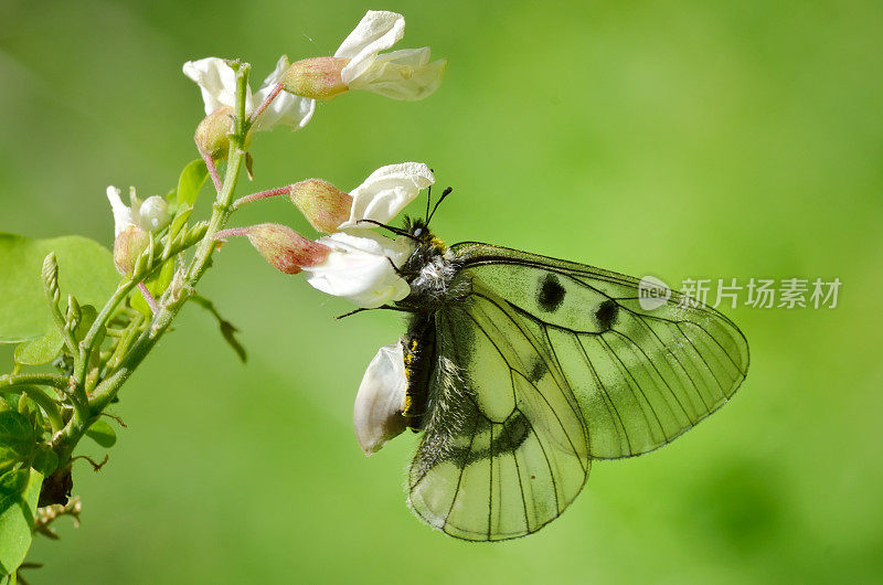 蝴蝶户外