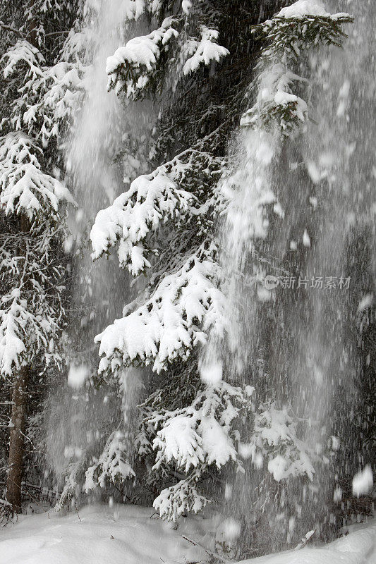 雪花从树上飘落