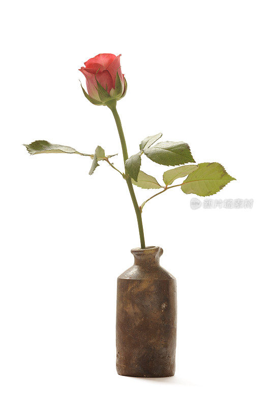 旧花瓶里的一朵粉红玫瑰