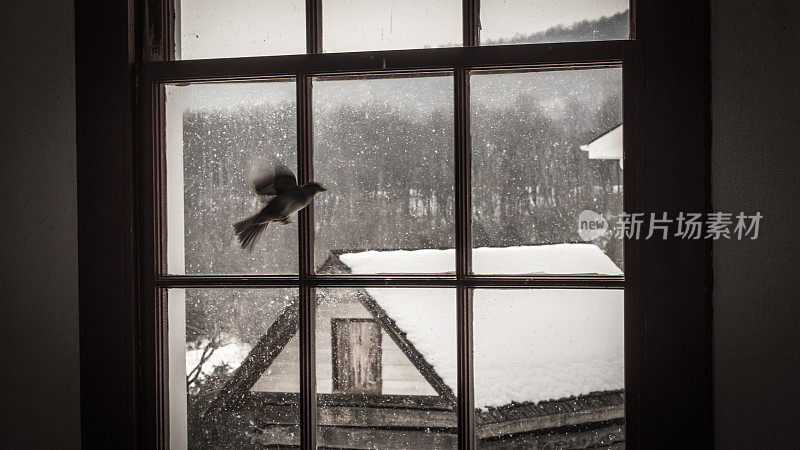 鸟在窗口