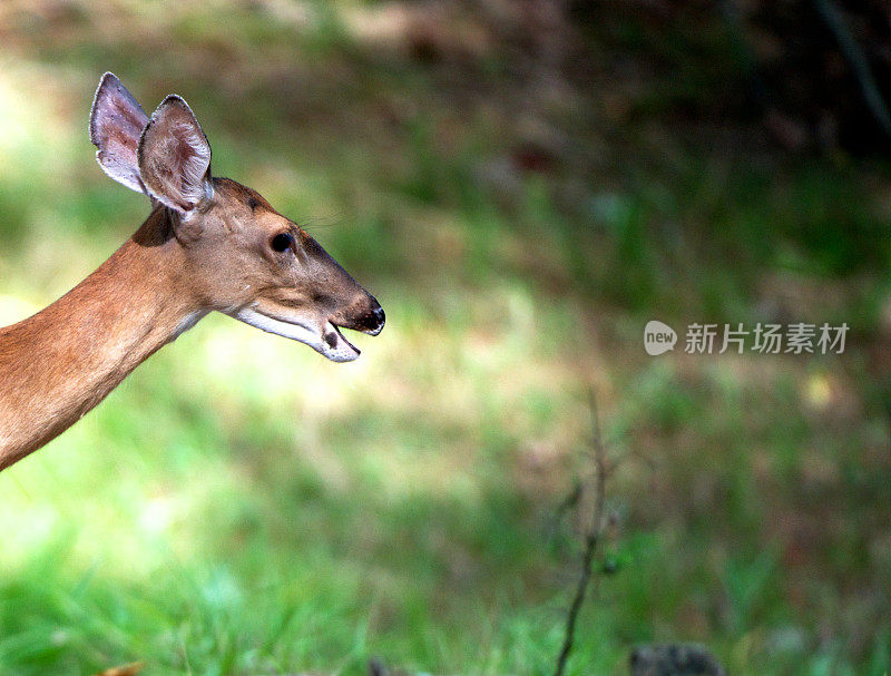 白尾鹿鹿